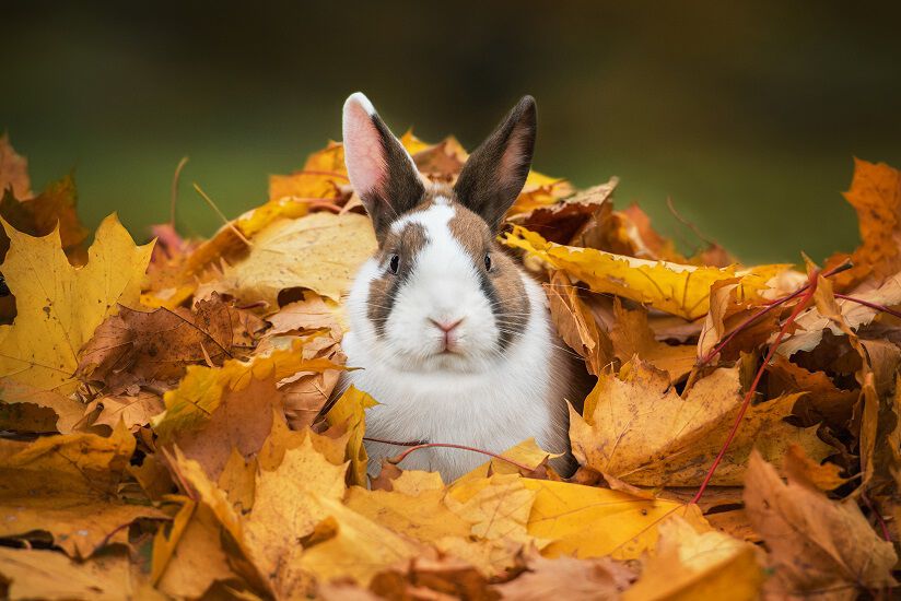A brown and white rabbit laying in a pile of leaves.